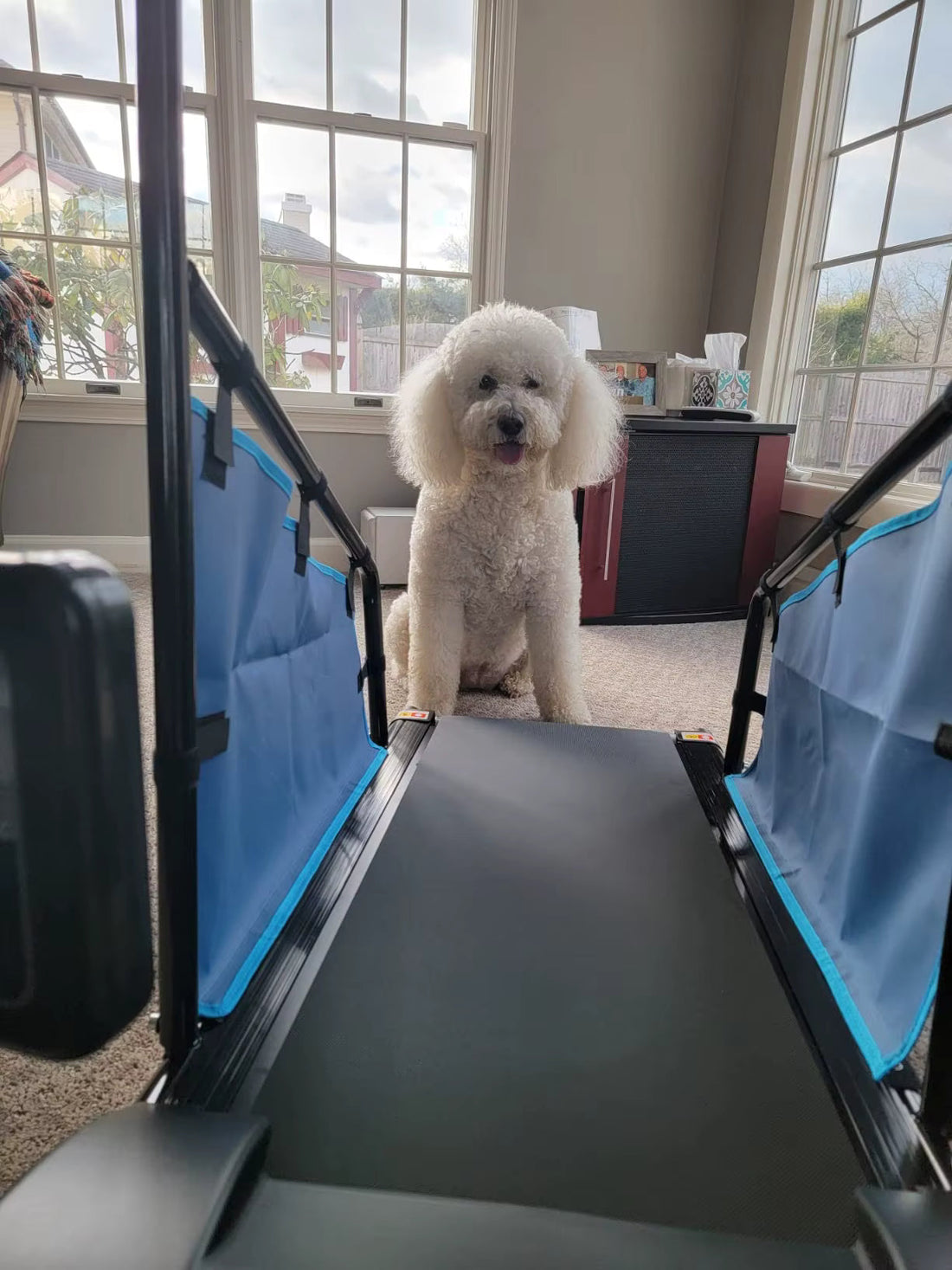 The Benefits of the PawPro Treadmill for Dogs and Their Owners