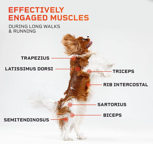 Is a Dog Treadmill Right for Your Pet? 7 Reasons to Consider PawPro